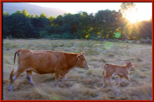 carniceria online carballada vacas pastando entorno rural